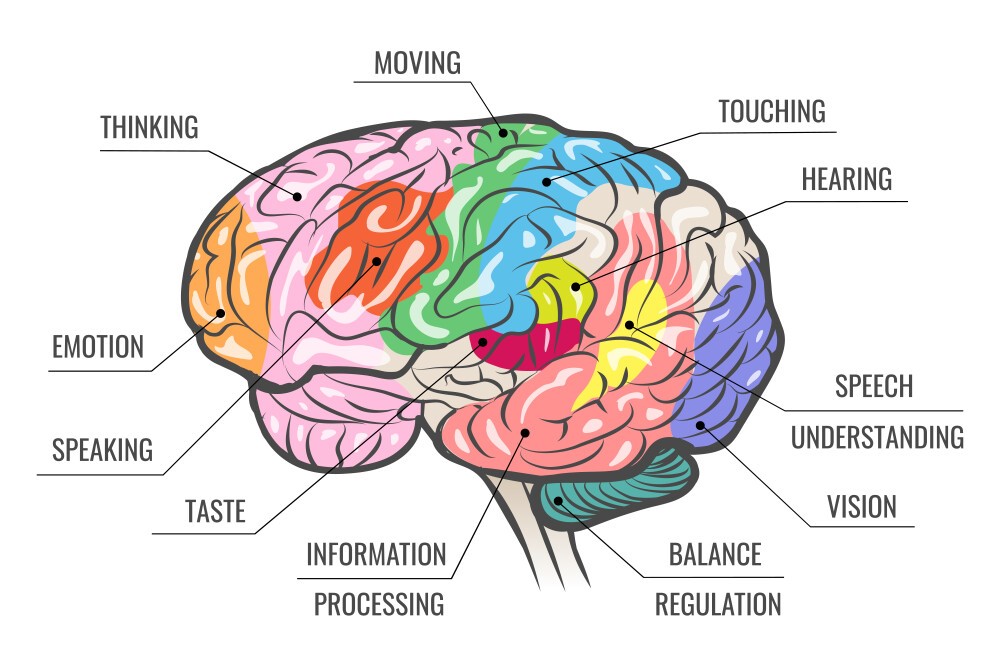 High-Level Human Brain Functions